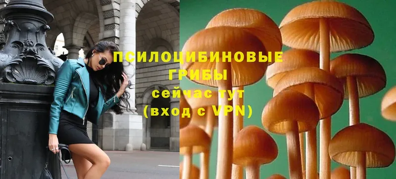 Галлюциногенные грибы Psilocybe  Будённовск 